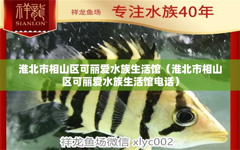 淮北市相山區(qū)可麗愛(ài)水族生活館（淮北市相山區(qū)可麗愛(ài)水族生活館電話）