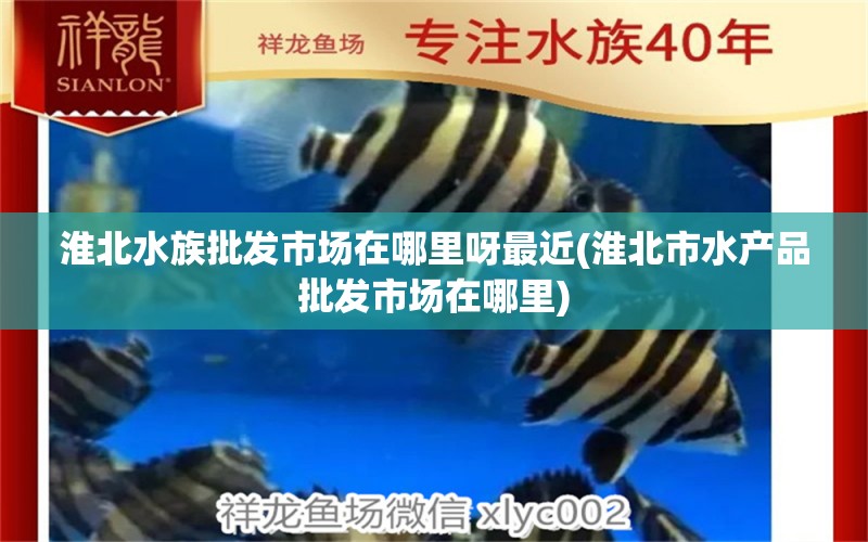 淮北水族批發(fā)市場在哪里呀最近(淮北市水產(chǎn)品批發(fā)市場在哪里) 觀賞魚水族批發(fā)市場