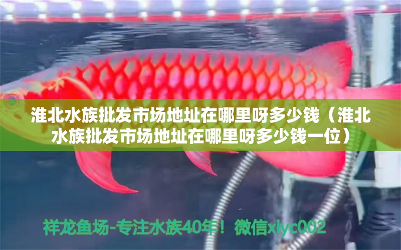 淮北水族批發(fā)市場地址在哪里呀多少錢（淮北水族批發(fā)市場地址在哪里呀多少錢一位）