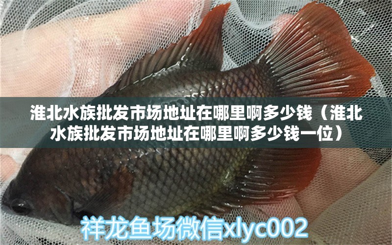 淮北水族批發(fā)市場地址在哪里啊多少錢（淮北水族批發(fā)市場地址在哪里啊多少錢一位）