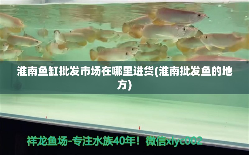 淮南魚缸批發(fā)市場(chǎng)在哪里進(jìn)貨(淮南批發(fā)魚的地方) 赤焰中國(guó)虎魚