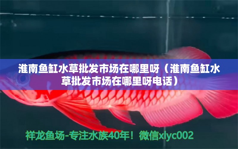 淮南魚缸水草批發(fā)市場在哪里呀（淮南魚缸水草批發(fā)市場在哪里呀電話）