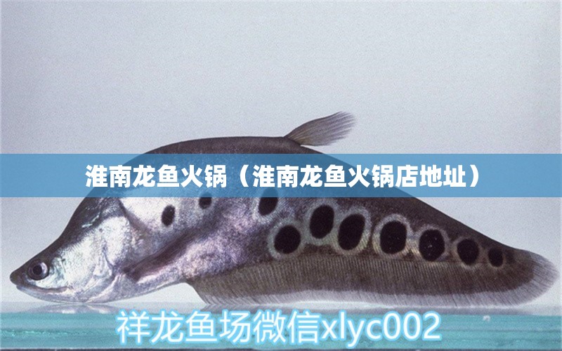 淮南龍魚火鍋（淮南龍魚火鍋店地址） 元寶鳳凰魚