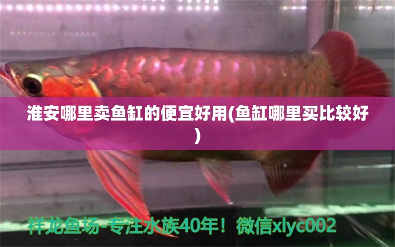 淮安哪里賣魚缸的便宜好用(魚缸哪里買比較好) 國(guó)產(chǎn)元寶鳳凰魚