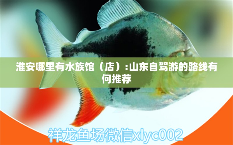 淮安哪里有水族館（店）:山東自駕游的路線有何推薦 觀賞魚水族批發(fā)市場