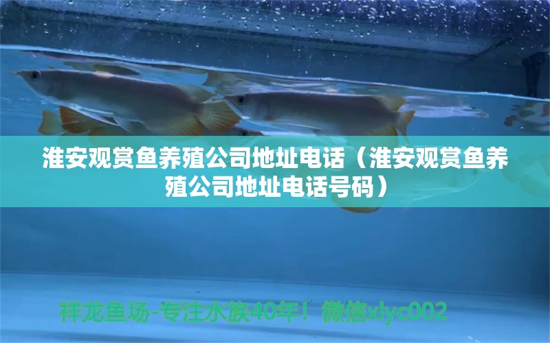 淮安觀賞魚養(yǎng)殖公司地址電話（淮安觀賞魚養(yǎng)殖公司地址電話號(hào)碼） 白子紅龍魚 第2張