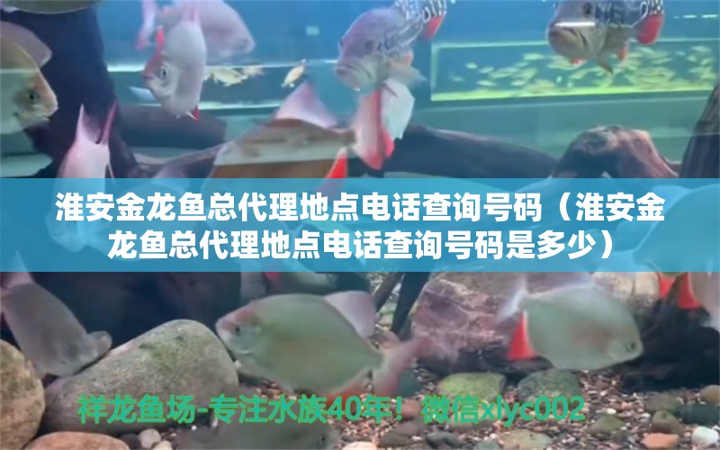 淮安金龍魚總代理地點電話查詢號碼（淮安金龍魚總代理地點電話查詢號碼是多少）