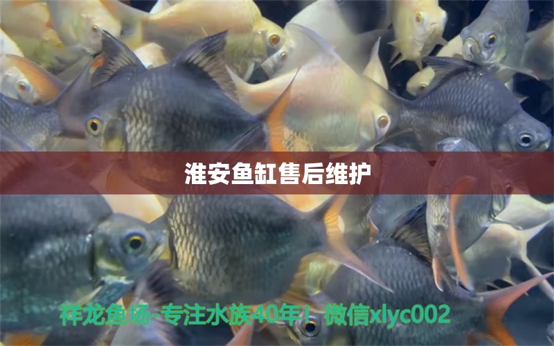 淮安魚缸售后維護