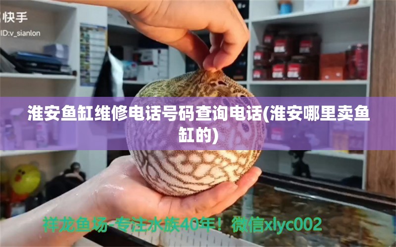 淮安魚缸維修電話號(hào)碼查詢電話(淮安哪里賣魚缸的) 白子銀龍魚苗