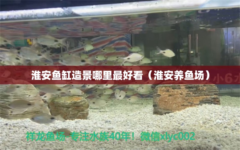 淮安魚缸造景哪里最好看（淮安養(yǎng)魚場） 廣州觀賞魚批發(fā)市場 第2張