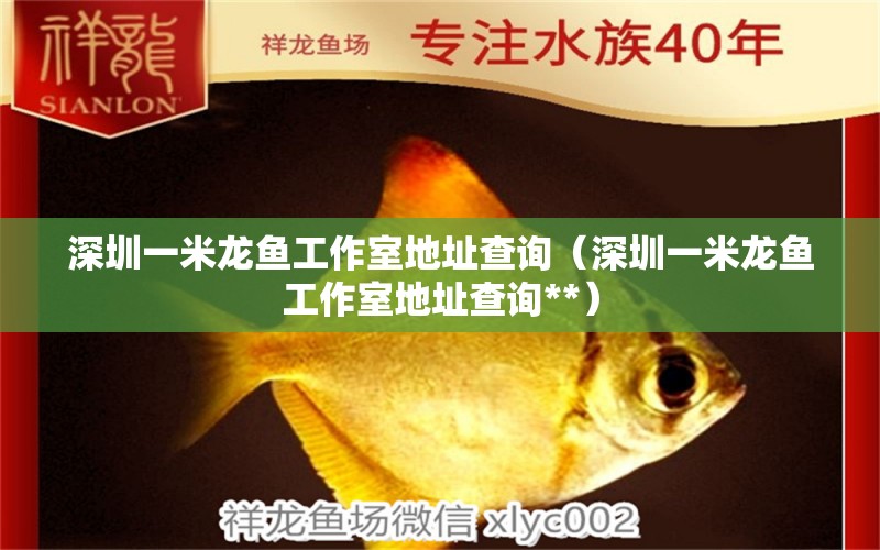 深圳一米龍魚工作室地址查詢（深圳一米龍魚工作室地址查詢**）