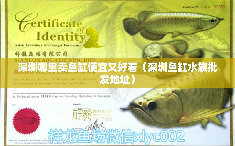 深圳哪里賣魚缸便宜又好看（深圳魚缸水族批發(fā)地址） 蝴蝶鯉