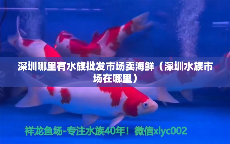 深圳哪里有水族批發(fā)市場賣海鮮（深圳水族市場在哪里）