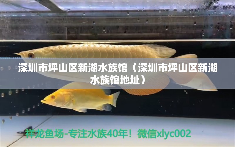 深圳市坪山區(qū)新湖水族館（深圳市坪山區(qū)新湖水族館地址）