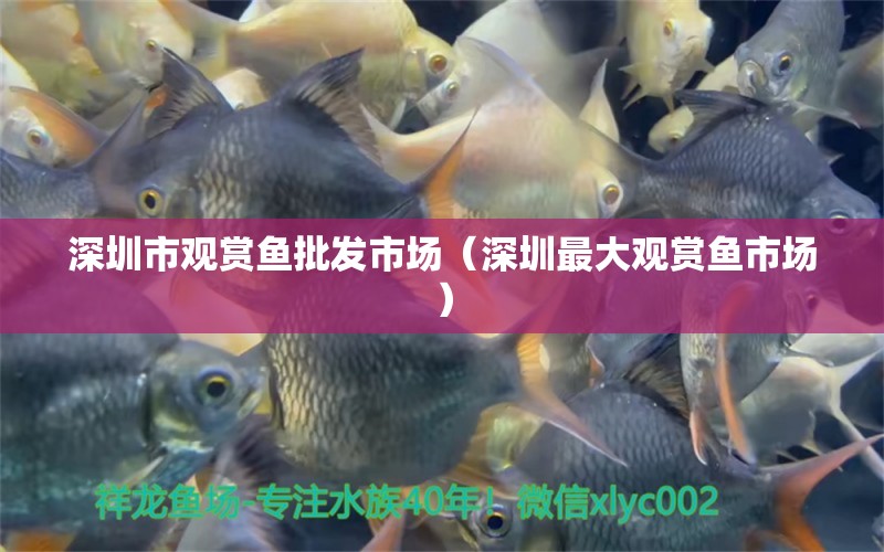 深圳市觀賞魚批發(fā)市場（深圳最大觀賞魚市場） 觀賞魚批發(fā)