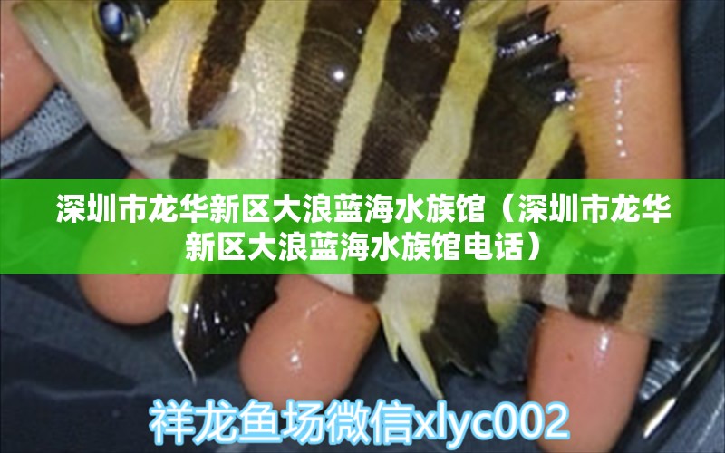 深圳市龍華新區(qū)大浪藍海水族館（深圳市龍華新區(qū)大浪藍海水族館電話） 全國水族館企業(yè)名錄