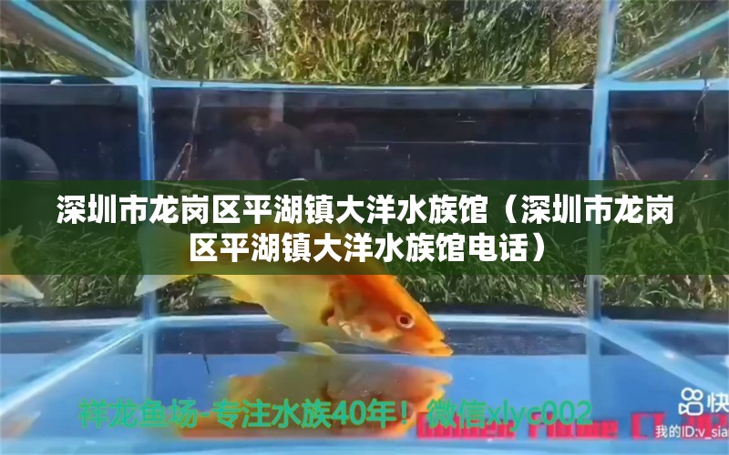 深圳市龍崗區(qū)平湖鎮(zhèn)大洋水族館（深圳市龍崗區(qū)平湖鎮(zhèn)大洋水族館電話）