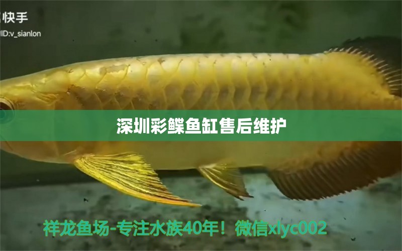 深圳彩鰈魚缸售后維護(hù)