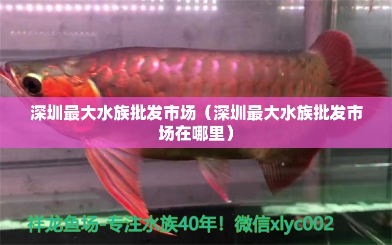 深圳最大水族批發(fā)市場(chǎng)（深圳最大水族批發(fā)市場(chǎng)在哪里） 觀賞魚水族批發(fā)市場(chǎng)