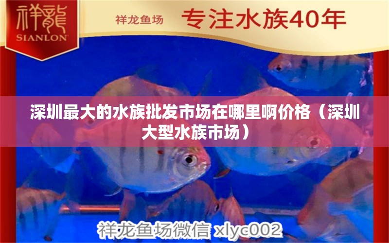 深圳最大的水族批發(fā)市場在哪里啊價(jià)格（深圳大型水族市場）