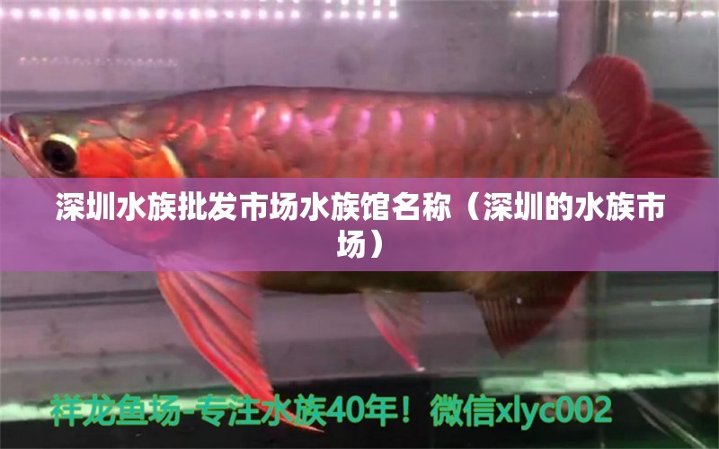 深圳水族批發(fā)市場水族館名稱（深圳的水族市場） 觀賞魚水族批發(fā)市場