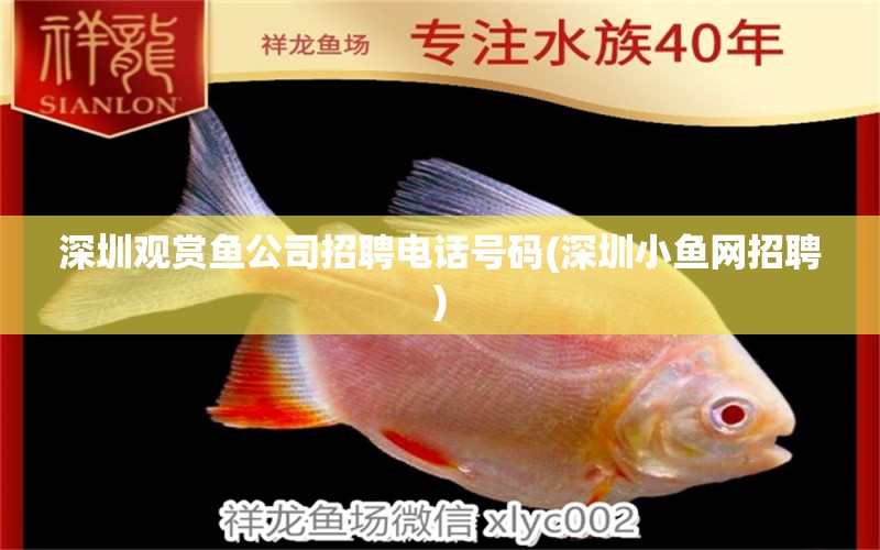 深圳觀賞魚(yú)公司招聘電話(huà)號(hào)碼(深圳小魚(yú)網(wǎng)招聘) 潛水泵