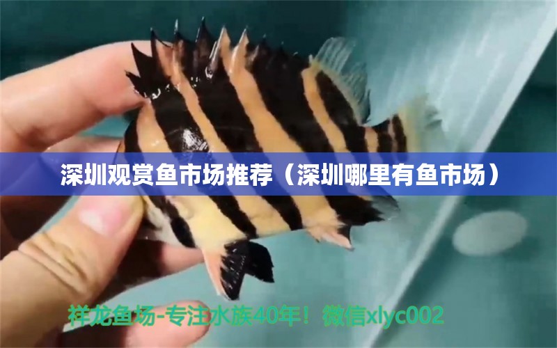 深圳觀賞魚市場推薦（深圳哪里有魚市場）