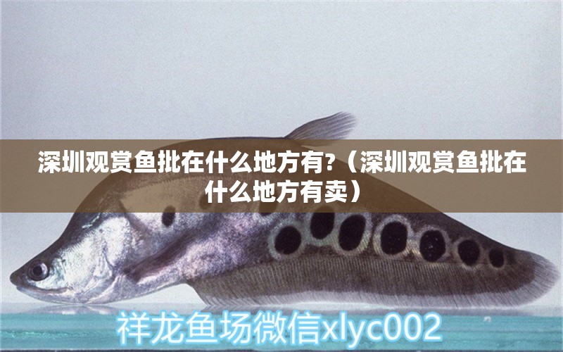 深圳觀賞魚批在什么地方有?（深圳觀賞魚批在什么地方有賣） 廣州龍魚批發(fā)市場