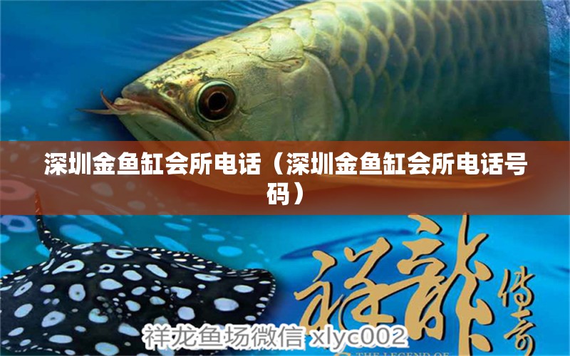 深圳金魚缸會所電話（深圳金魚缸會所電話號碼） 祥龍水族醫(yī)院