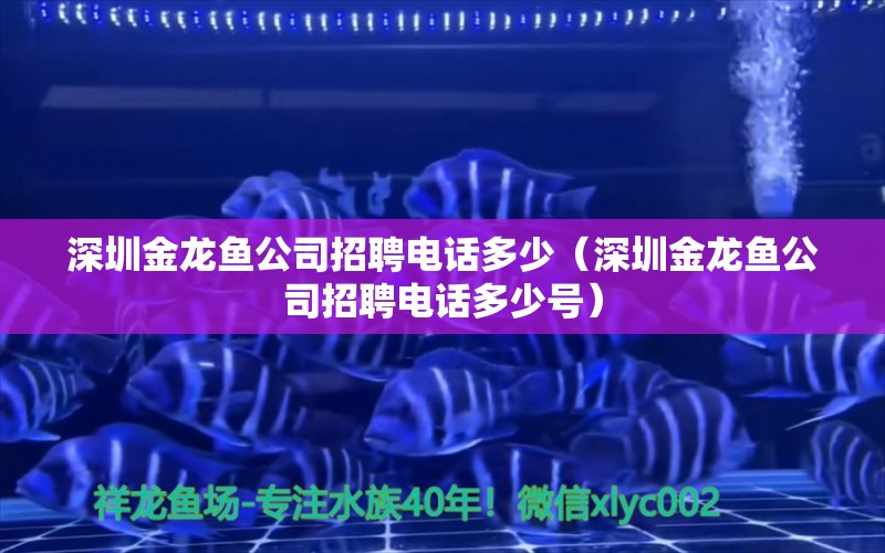 深圳金龍魚(yú)公司招聘電話多少（深圳金龍魚(yú)公司招聘電話多少號(hào)）