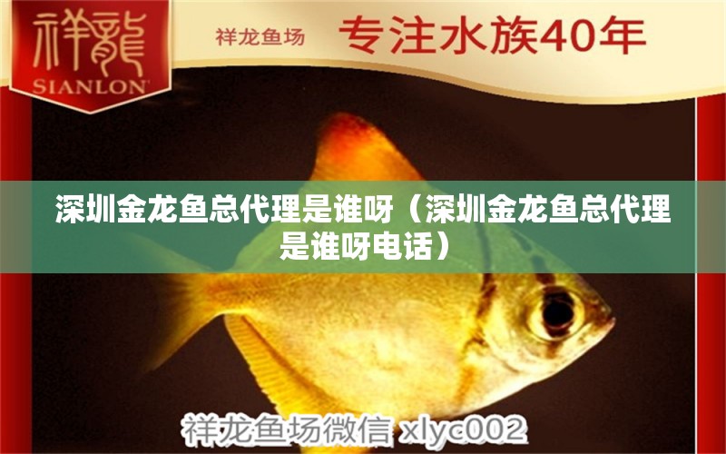 深圳金龍魚總代理是誰呀（深圳金龍魚總代理是誰呀電話）