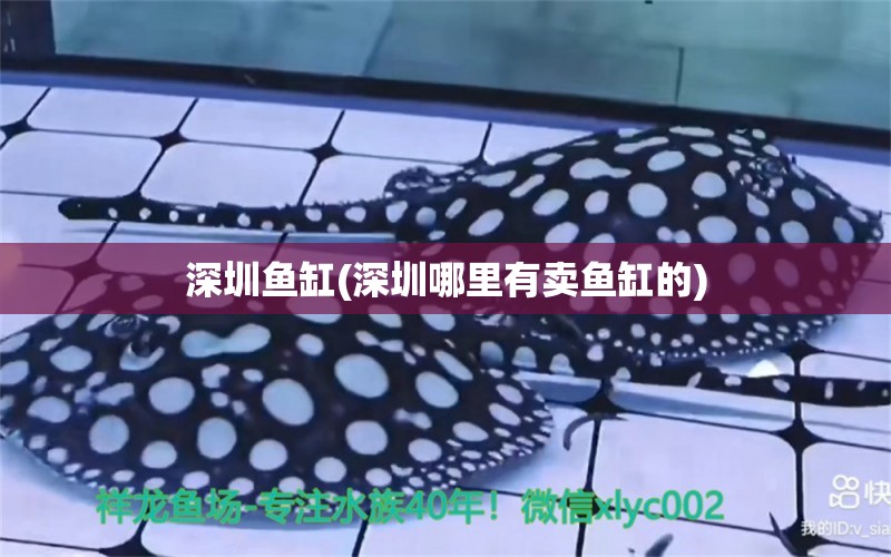 深圳魚缸(深圳哪里有賣魚缸的)