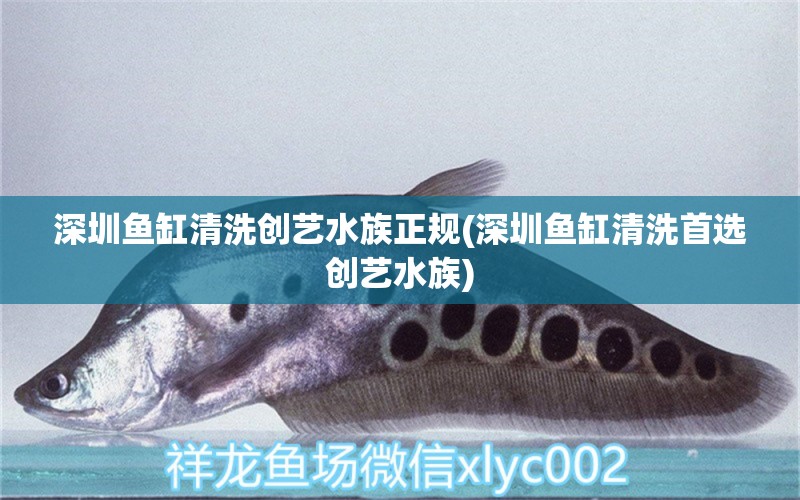 深圳魚缸清洗創(chuàng)藝水族正規(guī)(深圳魚缸清洗首選創(chuàng)藝水族) 國產(chǎn)元寶鳳凰魚