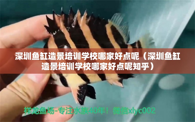 深圳魚缸造景培訓(xùn)學(xué)校哪家好點呢（深圳魚缸造景培訓(xùn)學(xué)校哪家好點呢知乎）