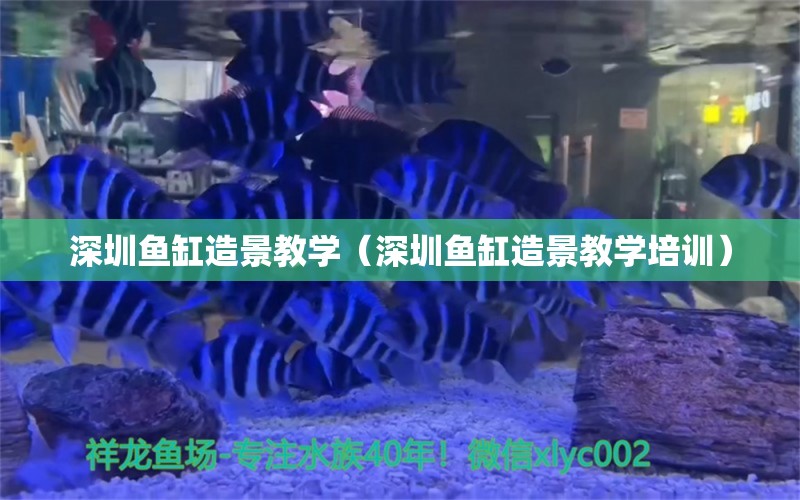 深圳魚(yú)缸造景教學(xué)（深圳魚(yú)缸造景教學(xué)培訓(xùn)）