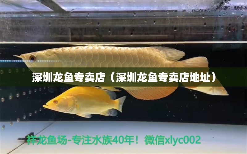 深圳龍魚專賣店（深圳龍魚專賣店地址）