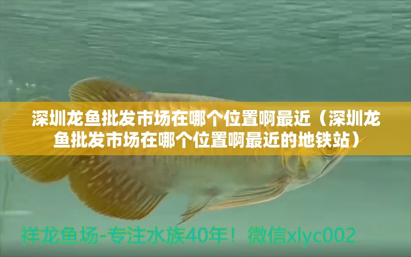 深圳龍魚批發(fā)市場在哪個(gè)位置啊最近（深圳龍魚批發(fā)市場在哪個(gè)位置啊最近的地鐵站） 龍魚批發(fā)