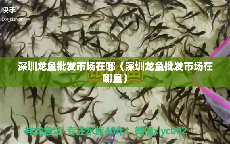 深圳龍魚批發(fā)市場在哪（深圳龍魚批發(fā)市場在哪里） 龍魚批發(fā)