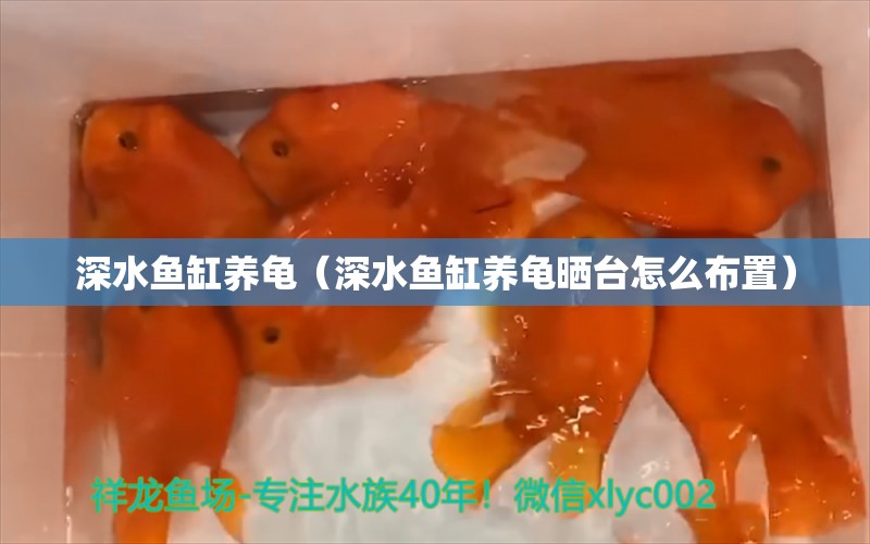 深水魚缸養(yǎng)龜（深水魚缸養(yǎng)龜曬臺怎么布置）