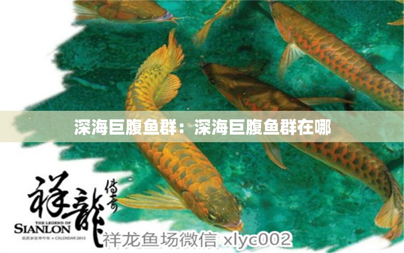 深海巨腹魚群：深海巨腹魚群在哪