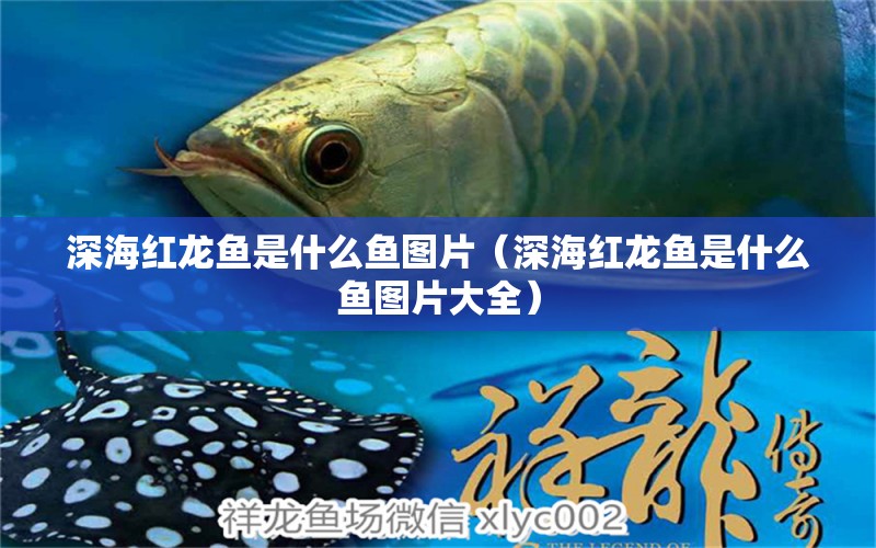 深海紅龍魚是什么魚圖片（深海紅龍魚是什么魚圖片大全）