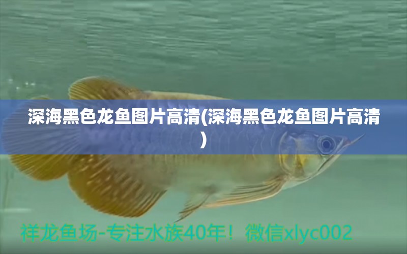 深海黑色龍魚圖片高清(深海黑色龍魚圖片高清) 撒旦鴨嘴魚