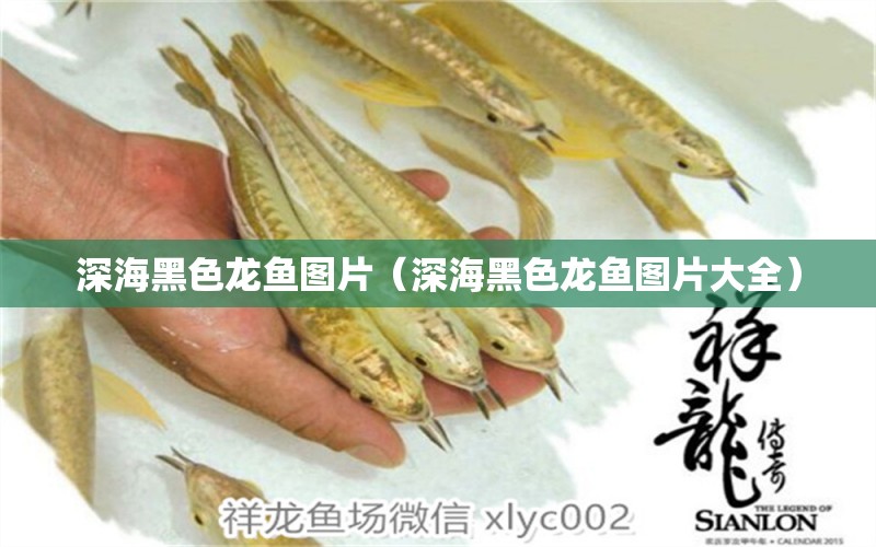 深海黑色龍魚圖片（深海黑色龍魚圖片大全）