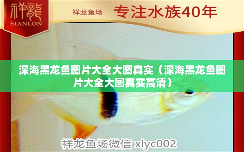 深海黑龍魚(yú)圖片大全大圖真實(shí)（深海黑龍魚(yú)圖片大全大圖真實(shí)高清）