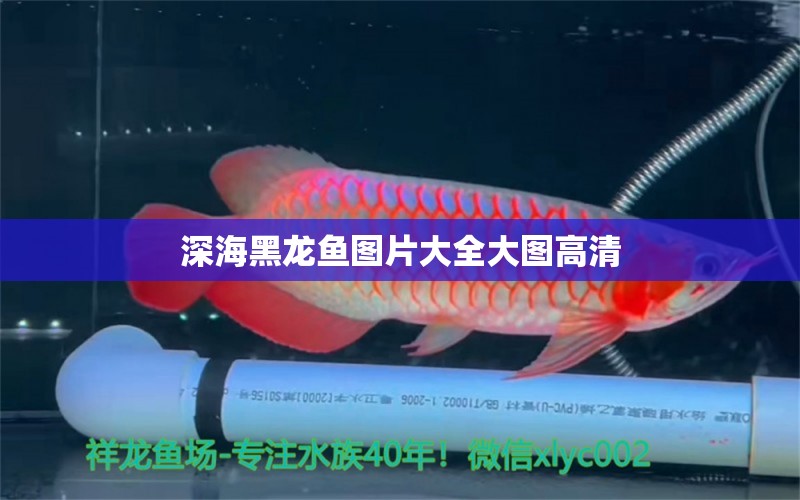 深海黑龍魚圖片大全大圖高清