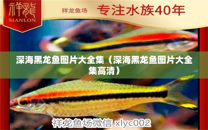 深海黑龍魚圖片大全集（深海黑龍魚圖片大全集高清）