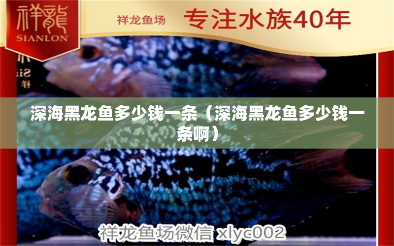 深海黑龍魚多少錢一條（深海黑龍魚多少錢一條?。?廣州龍魚批發(fā)市場