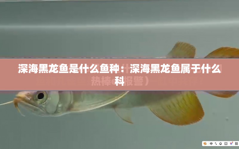 深海黑龍魚(yú)是什么魚(yú)種：深海黑龍魚(yú)屬于什么科