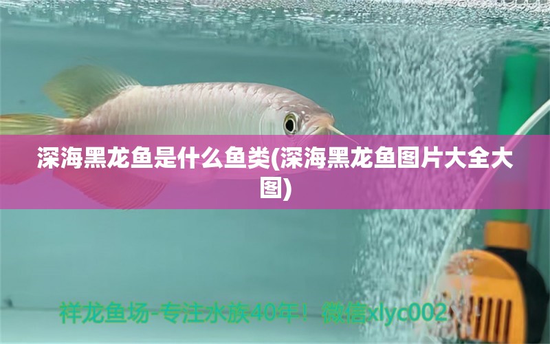 深海黑龍魚是什么魚類(深海黑龍魚圖片大全大圖) 祥龍水族醫(yī)院