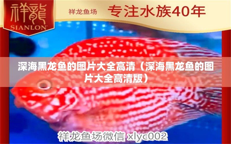 深海黑龍魚的圖片大全高清（深海黑龍魚的圖片大全高清版）